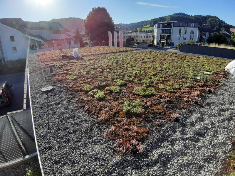 Dachunterhalt - Begrüntes Flachdach